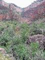  Picture: 024indiangardengrandconyon.jpg