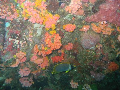 Fish with anemone