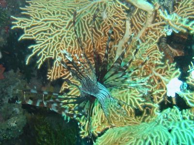 Black Lion Fish