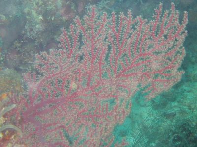 Coral Fern