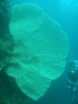 Coral Fern with Diver