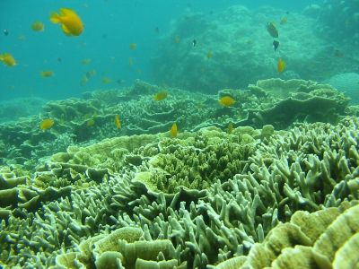 Fish over Coral