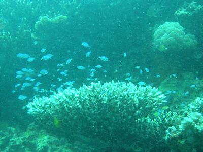 Coral Fish