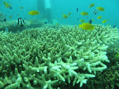 Coral Fish