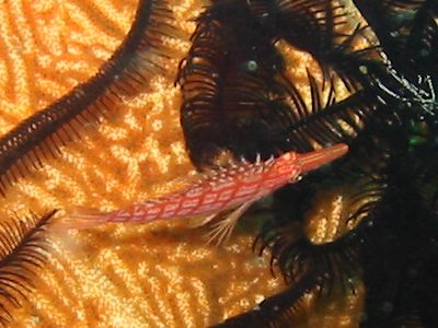 Long Nose Hawk Fish