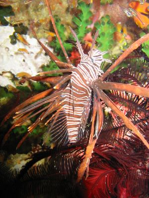 Red Lion Fish