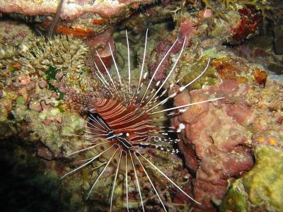 Red Lion Fish