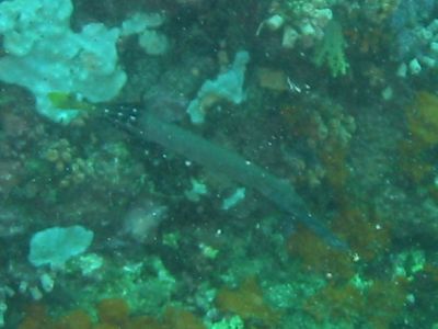 Trumpet Fish